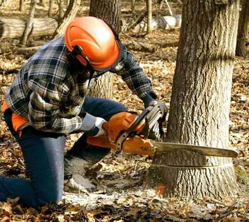 Tree Removal in Dexter, ME